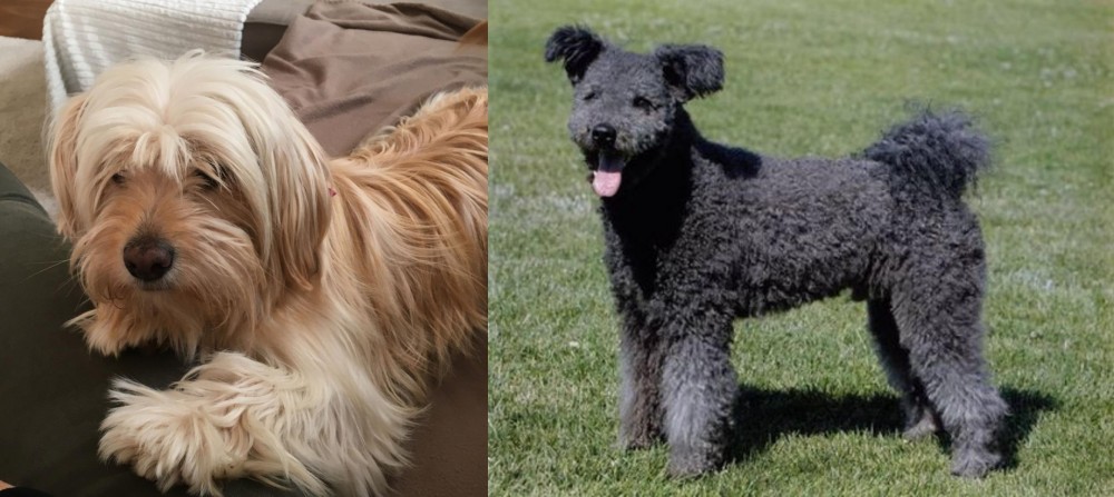 Pumi vs Cyprus Poodle - Breed Comparison