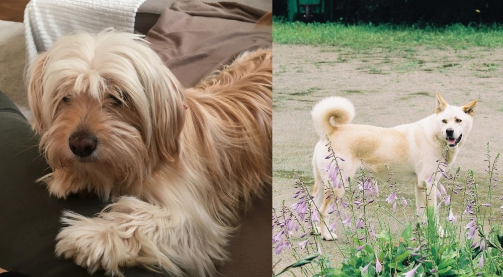 Pungsan Dog vs Cyprus Poodle - Breed Comparison