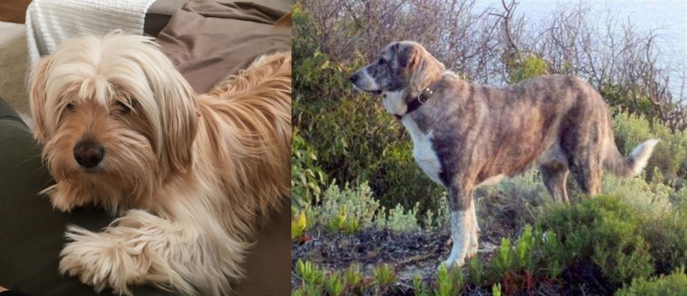 Rafeiro do Alentejo vs Cyprus Poodle - Breed Comparison