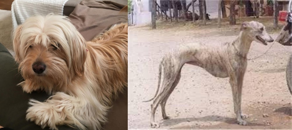 Rampur Greyhound vs Cyprus Poodle - Breed Comparison
