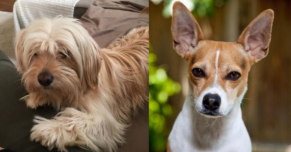 Rat Terrier vs Cyprus Poodle - Breed Comparison