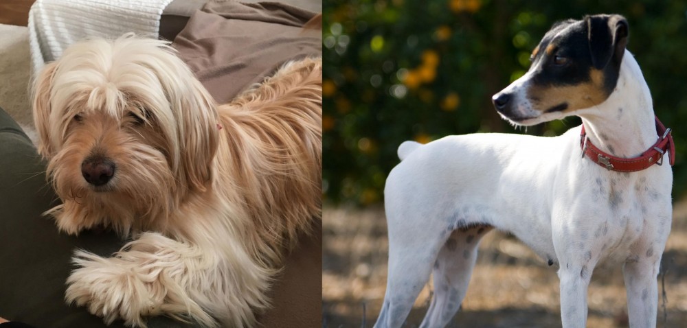 Ratonero Bodeguero Andaluz vs Cyprus Poodle - Breed Comparison
