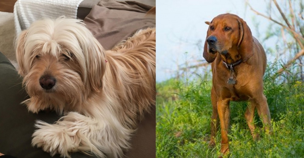 Redbone Coonhound vs Cyprus Poodle - Breed Comparison