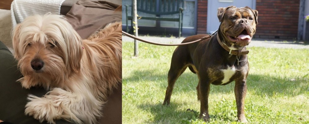 Renascence Bulldogge vs Cyprus Poodle - Breed Comparison