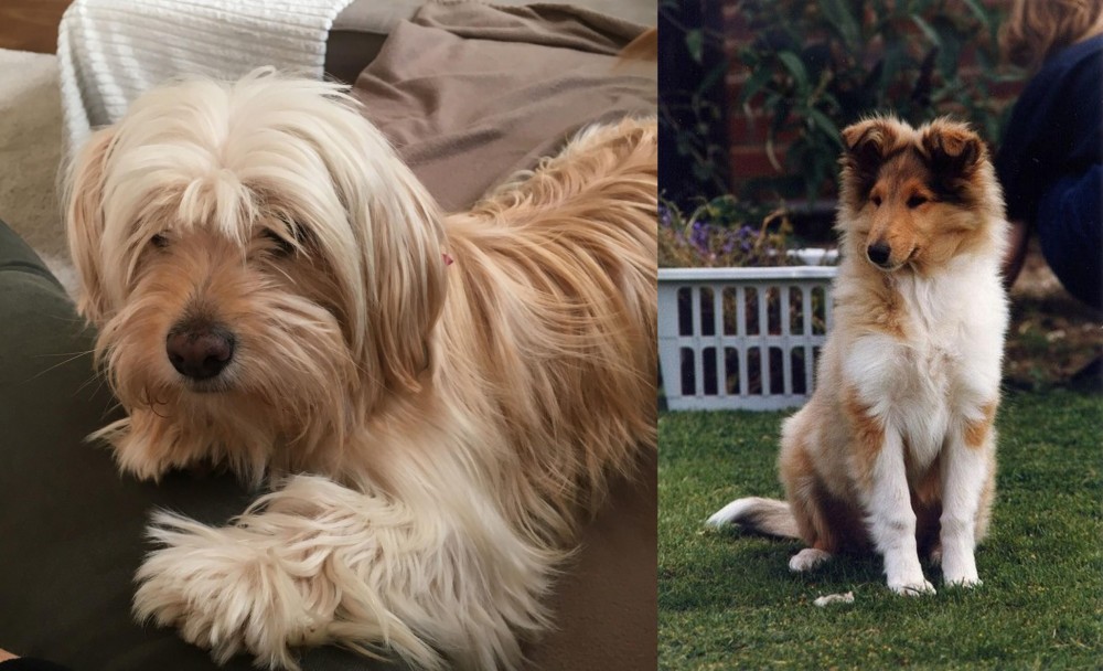 Rough Collie vs Cyprus Poodle - Breed Comparison