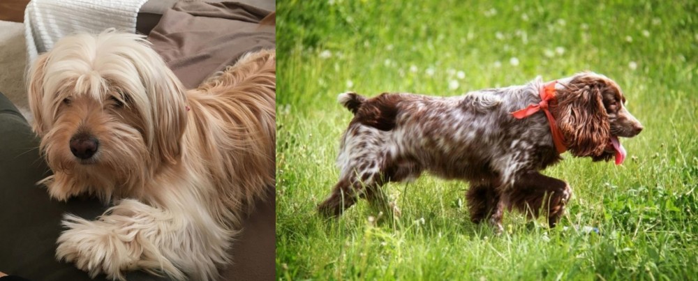 Russian Spaniel vs Cyprus Poodle - Breed Comparison