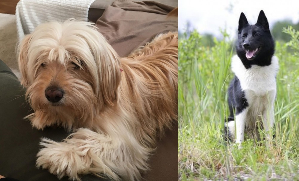 Russo-European Laika vs Cyprus Poodle - Breed Comparison