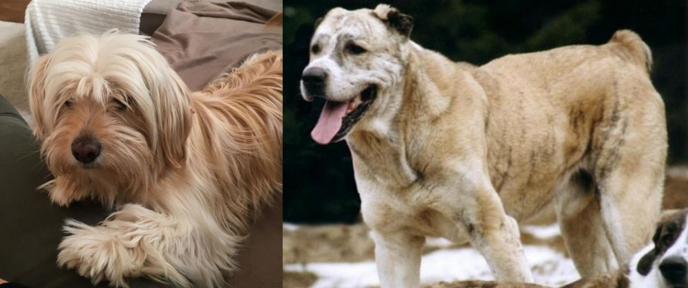 Sage Koochee vs Cyprus Poodle - Breed Comparison