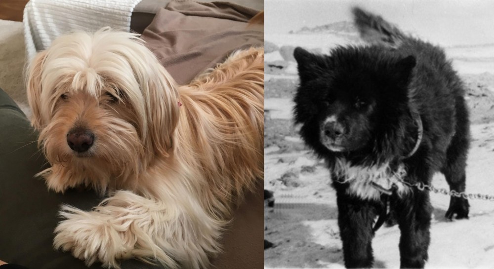 Sakhalin Husky vs Cyprus Poodle - Breed Comparison