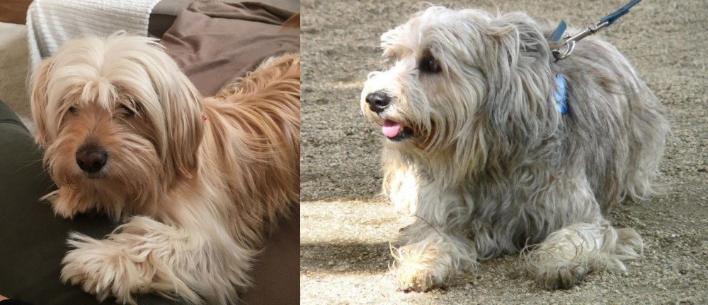 Sapsali vs Cyprus Poodle - Breed Comparison
