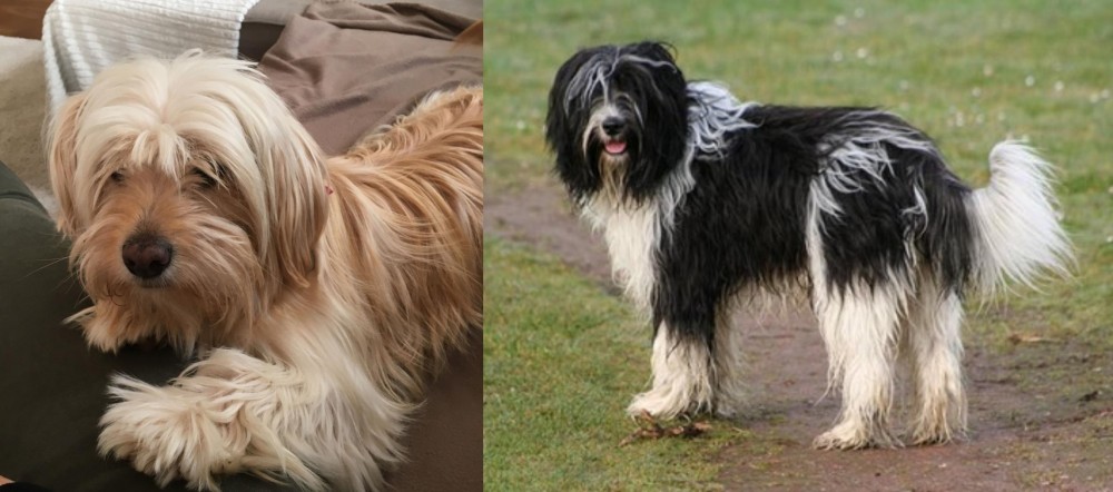 Schapendoes vs Cyprus Poodle - Breed Comparison