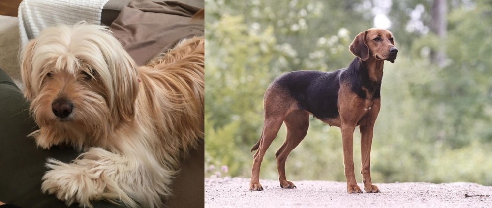 Schillerstovare vs Cyprus Poodle - Breed Comparison