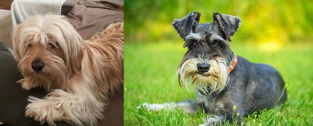 Schnauzer vs Cyprus Poodle - Breed Comparison