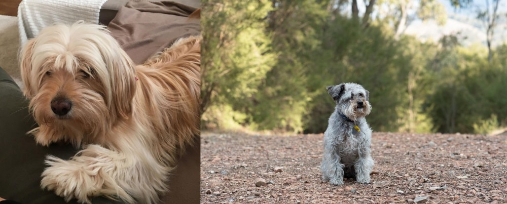 Schnoodle vs Cyprus Poodle - Breed Comparison