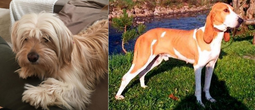 Schweizer Laufhund vs Cyprus Poodle - Breed Comparison