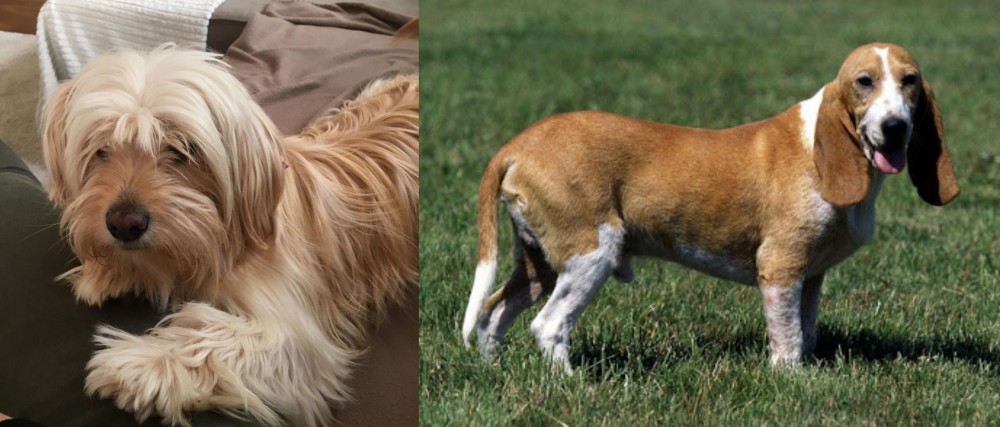 Schweizer Niederlaufhund vs Cyprus Poodle - Breed Comparison