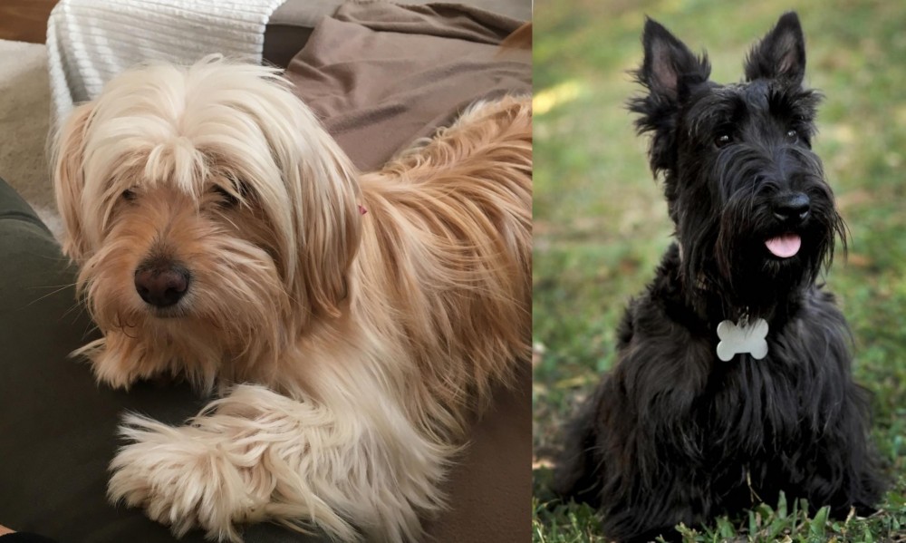 Scoland Terrier vs Cyprus Poodle - Breed Comparison