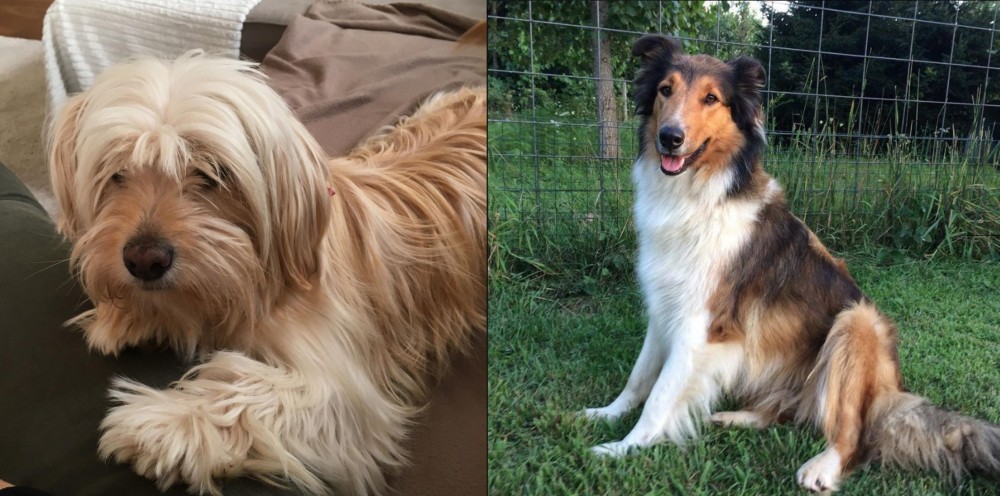 Scotch Collie vs Cyprus Poodle - Breed Comparison