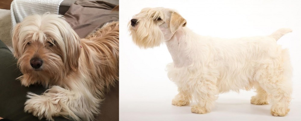 Sealyham Terrier vs Cyprus Poodle - Breed Comparison