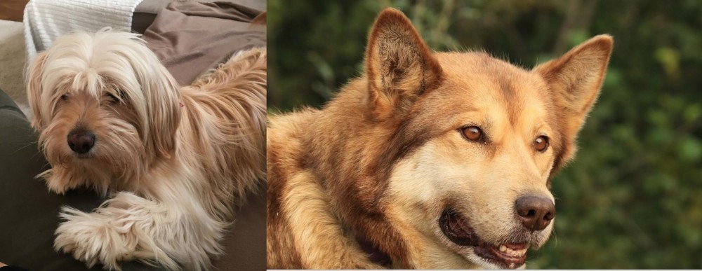 Seppala Siberian Sleddog vs Cyprus Poodle - Breed Comparison