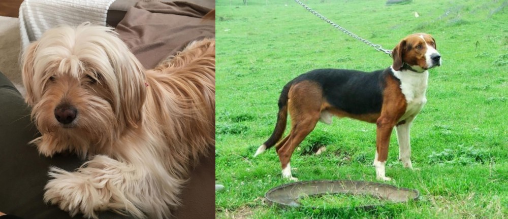 Serbian Tricolour Hound vs Cyprus Poodle - Breed Comparison