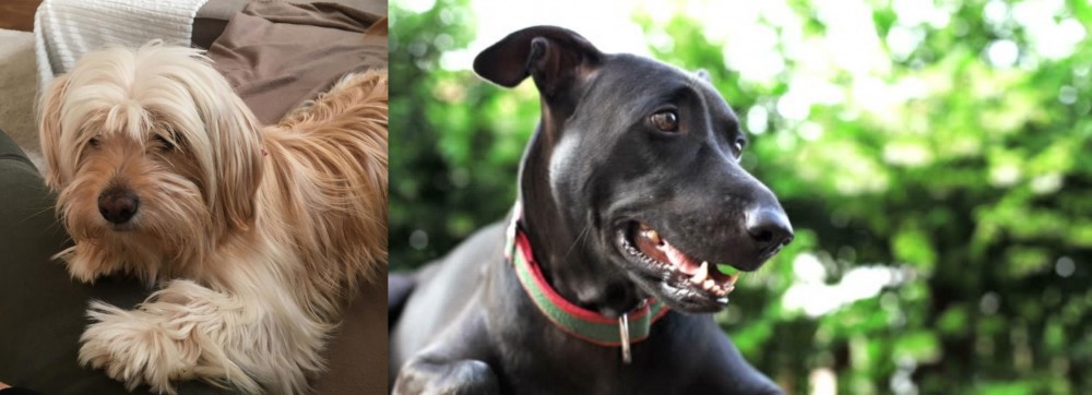 Shepard Labrador vs Cyprus Poodle - Breed Comparison