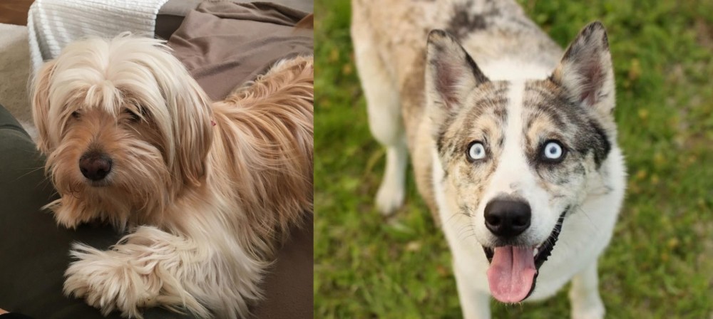 Shepherd Husky vs Cyprus Poodle - Breed Comparison