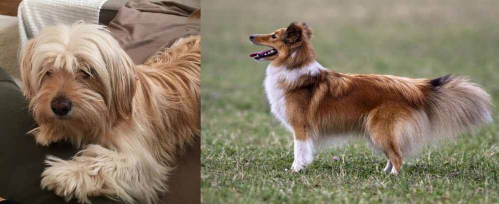Shetland Sheepdog vs Cyprus Poodle - Breed Comparison