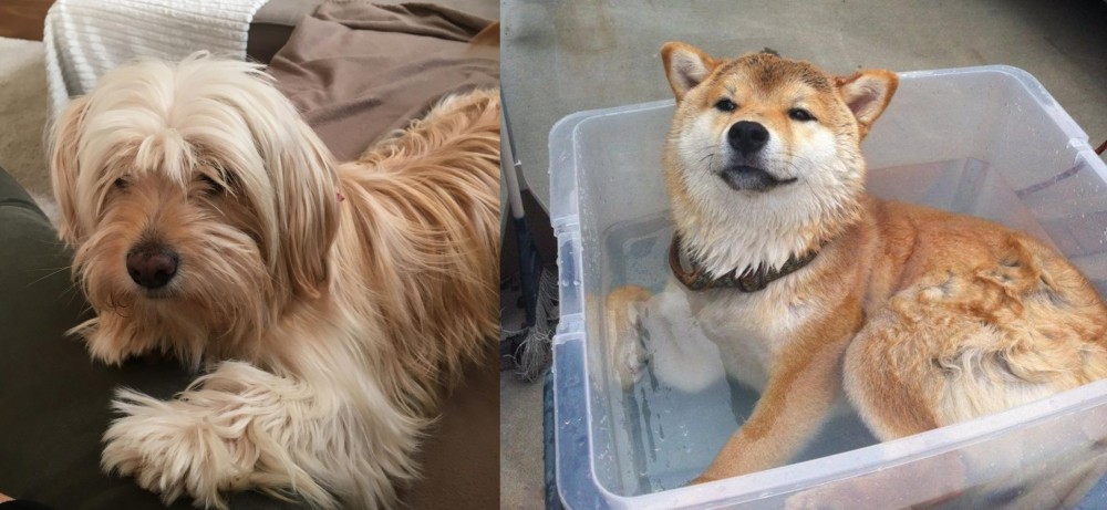 Shiba Inu vs Cyprus Poodle - Breed Comparison