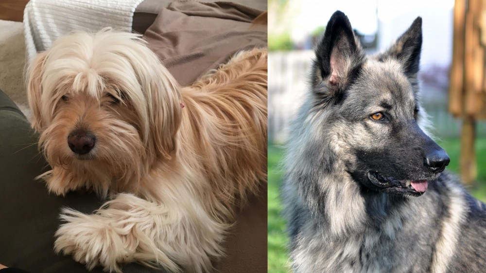 Shiloh Shepherd vs Cyprus Poodle - Breed Comparison