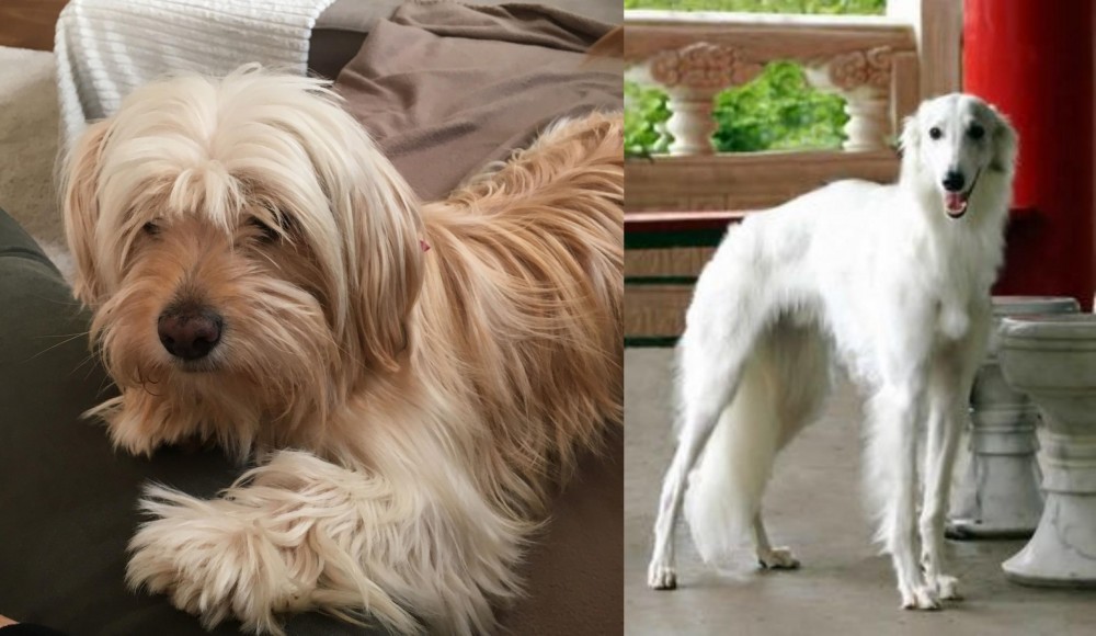 Silken Windhound vs Cyprus Poodle - Breed Comparison
