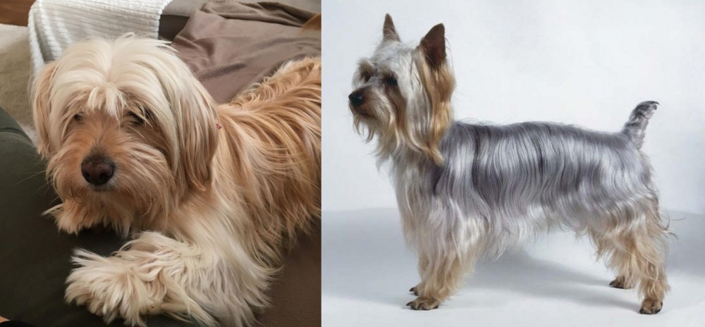 Silky Terrier vs Cyprus Poodle - Breed Comparison
