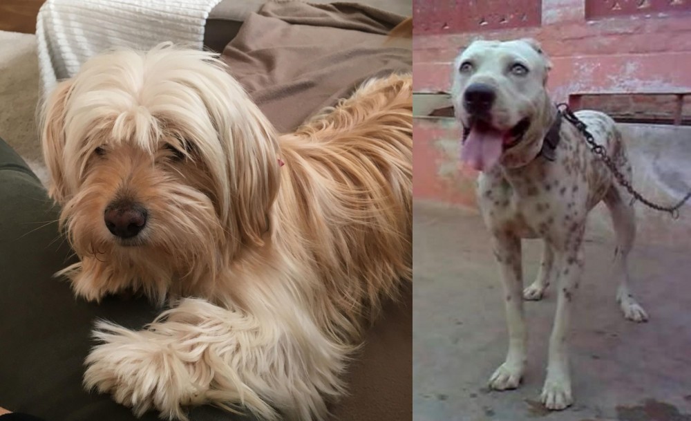 Sindh Mastiff vs Cyprus Poodle - Breed Comparison
