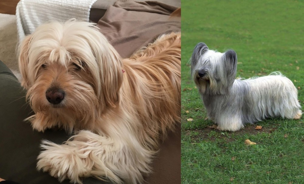 Skye Terrier vs Cyprus Poodle - Breed Comparison