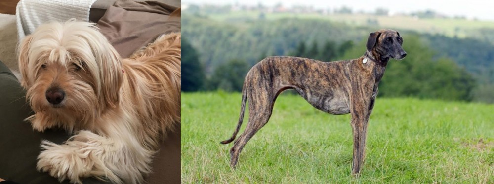 Sloughi vs Cyprus Poodle - Breed Comparison