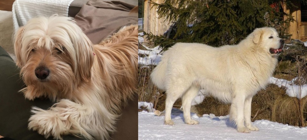 Slovak Cuvac vs Cyprus Poodle - Breed Comparison