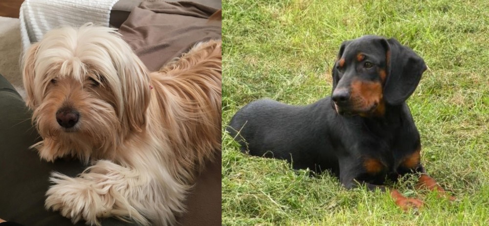 Slovakian Hound vs Cyprus Poodle - Breed Comparison