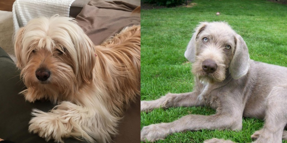 Slovakian Rough Haired Pointer vs Cyprus Poodle - Breed Comparison