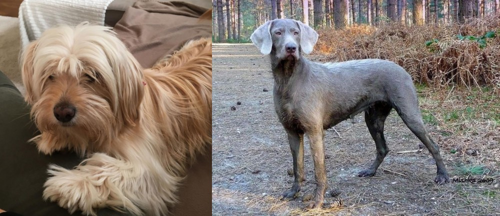 Slovensky Hrubosrsty Stavac vs Cyprus Poodle - Breed Comparison