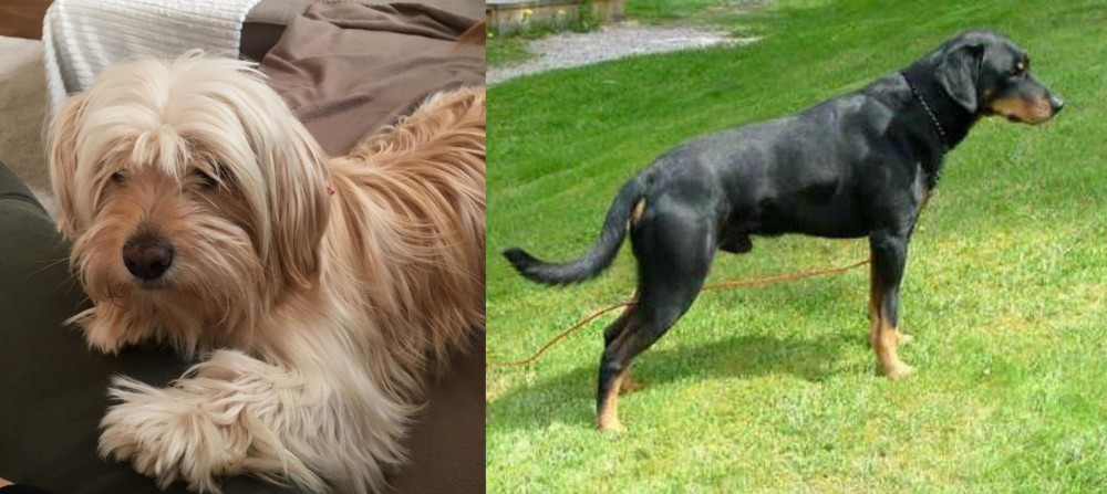 Smalandsstovare vs Cyprus Poodle - Breed Comparison