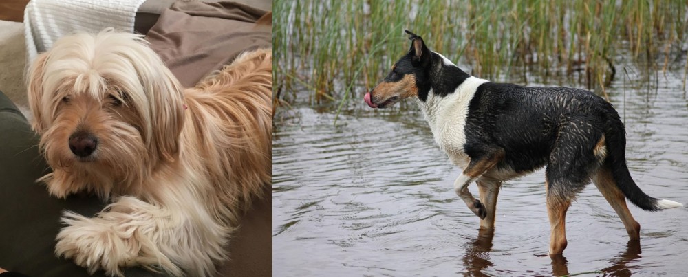 Smooth Collie vs Cyprus Poodle - Breed Comparison