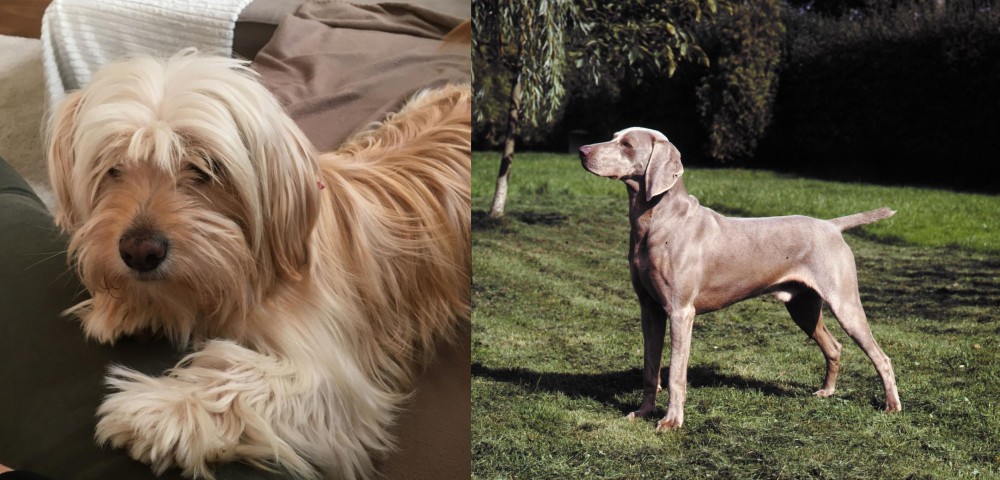 Smooth Haired Weimaraner vs Cyprus Poodle - Breed Comparison