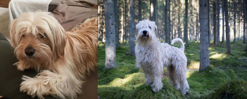 Soft-Coated Wheaten Terrier vs Cyprus Poodle - Breed Comparison