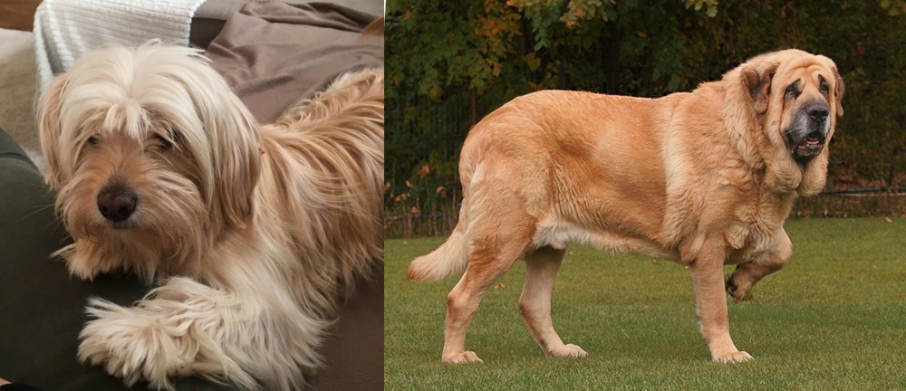 Spanish Mastiff vs Cyprus Poodle - Breed Comparison