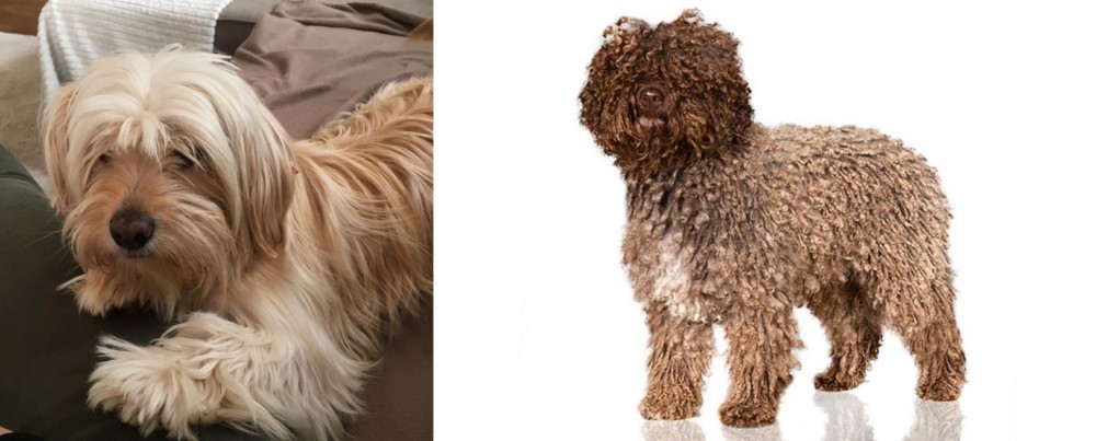 Spanish Water Dog vs Cyprus Poodle - Breed Comparison