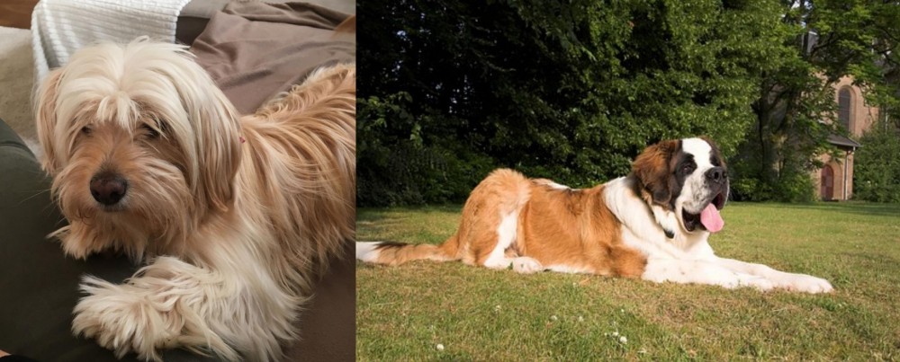St. Bernard vs Cyprus Poodle - Breed Comparison