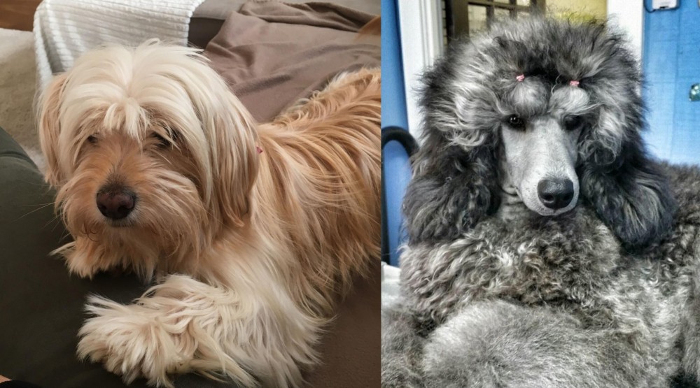 Standard Poodle vs Cyprus Poodle - Breed Comparison