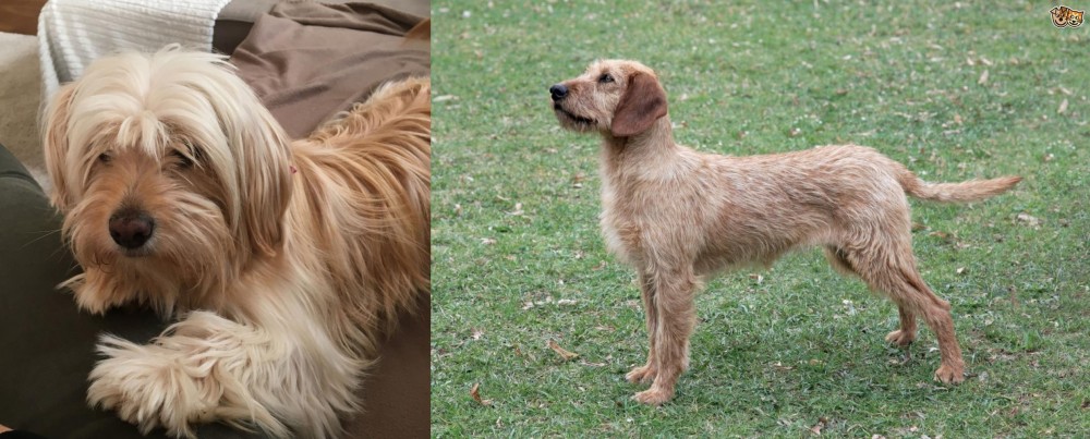 Styrian Coarse Haired Hound vs Cyprus Poodle - Breed Comparison