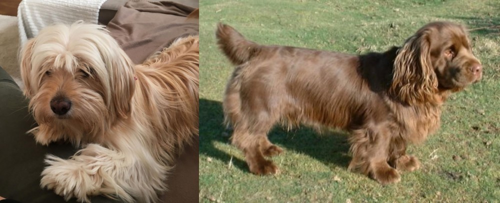Sussex Spaniel vs Cyprus Poodle - Breed Comparison