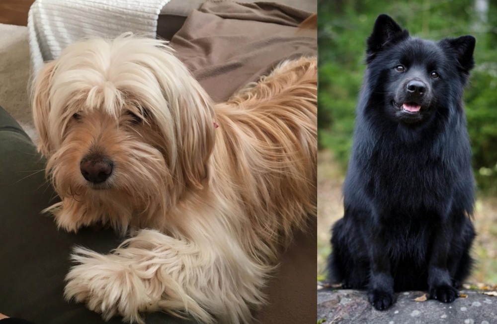 Swedish Lapphund vs Cyprus Poodle - Breed Comparison